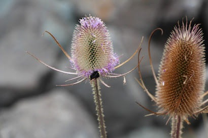 Close-up photo of two thistles, one has lost most foliage but has some purple tufts. The other is brownish.