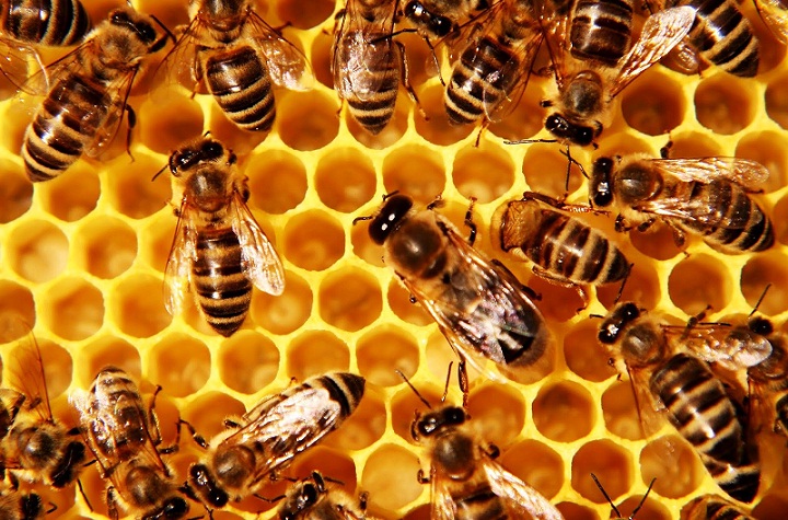  Begini Proses Terbentuknya Madu yang Dihasilkan Lebah