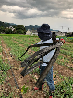 【20220729】潅水チューブの回収