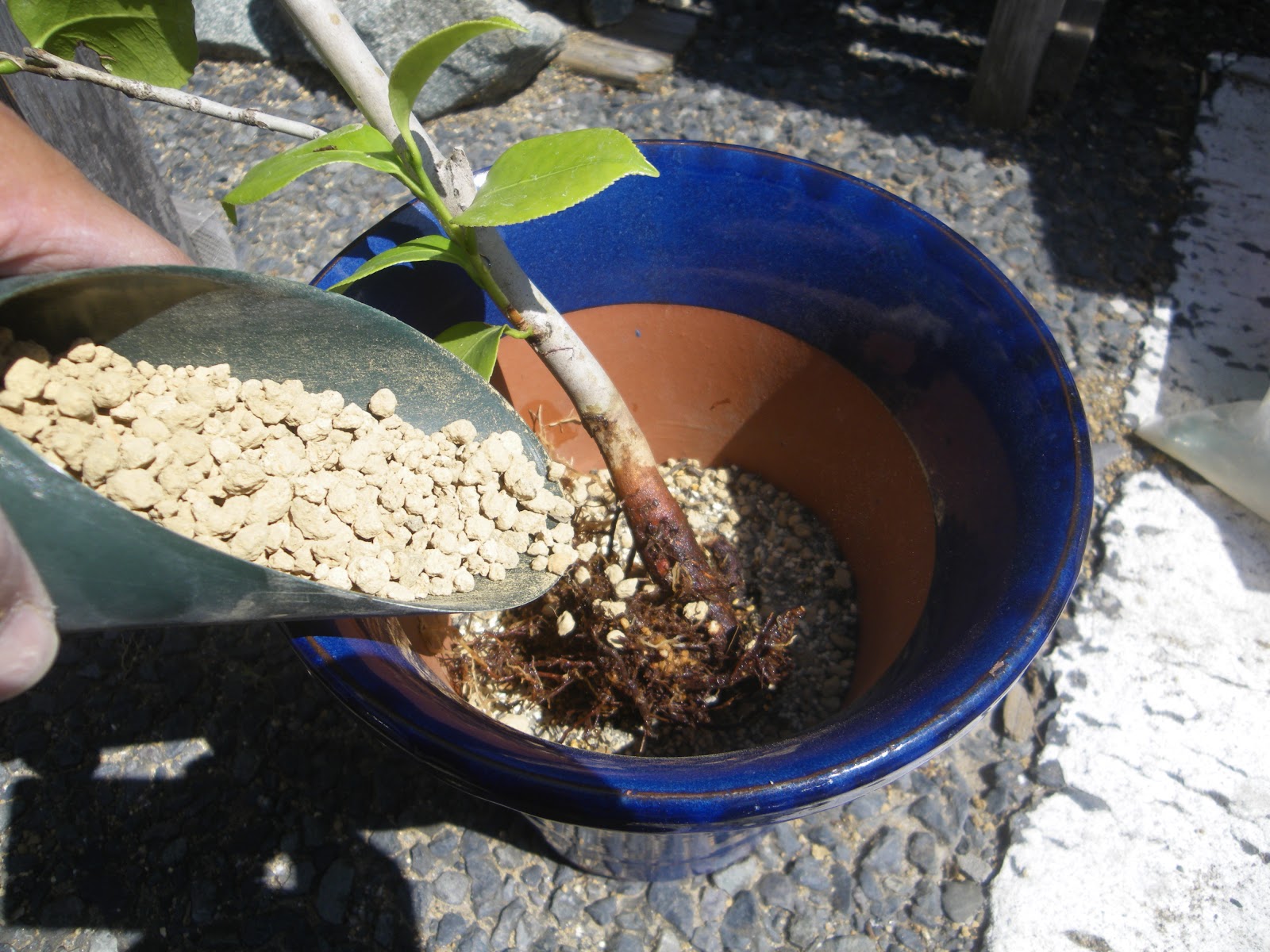 椿 ツバキ の育て方 鉢植えで美しい花を楽しむ メダカの大工