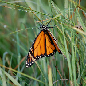 Monarch butterfly