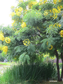 Golden shower tree, Cassia sp.