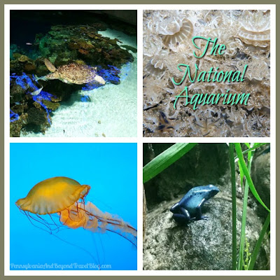 The National Aquarium in Baltimore Maryland at Inner Harbor