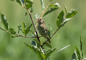 Henslow's Sparrow - Sharonville SGA, Michigan, USA