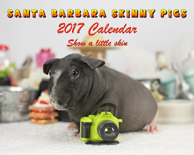 A calendar of glamour shots of hairless guinea pigs