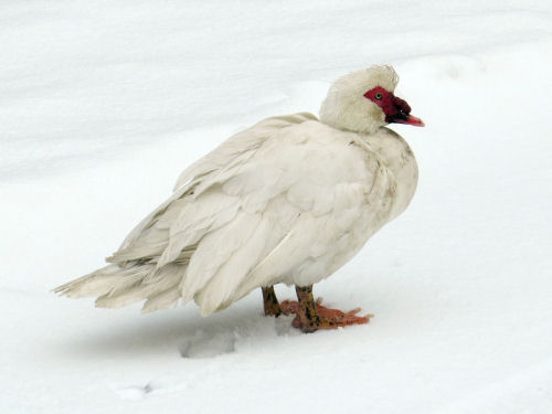 muscovy duck