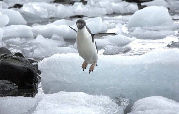 baby penguin pictures