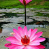 Nymphaea rubra