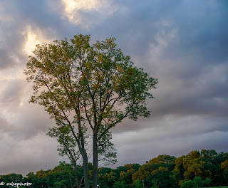 tree in Missouri-Broemmelsiek Park, photo taken by mbgphoto