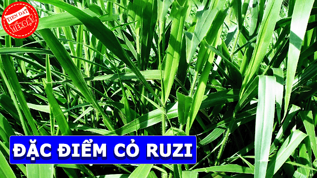 Đặc điểm của giống cỏ ruzi