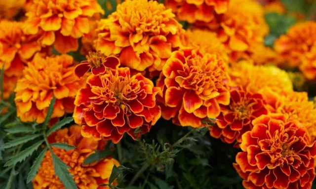 Marigold Plant For Home As Per Vastu