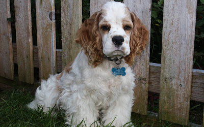 Clumber Spaniel Dog Picture