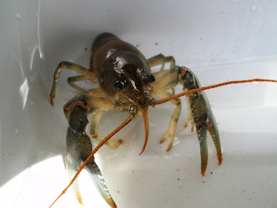 O. virilis crayfish in Red Lake