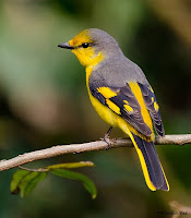 burung mantenan hutan