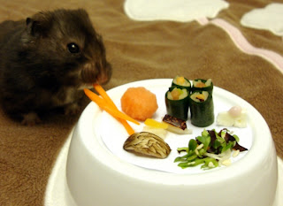 foto hamster comida