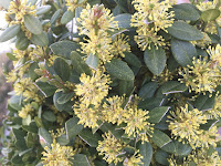 Buxus sempervirens flower