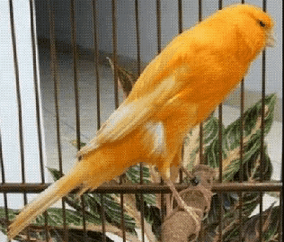 Panduan Budidaya / Ternak Burung Kenari Agar Sukses