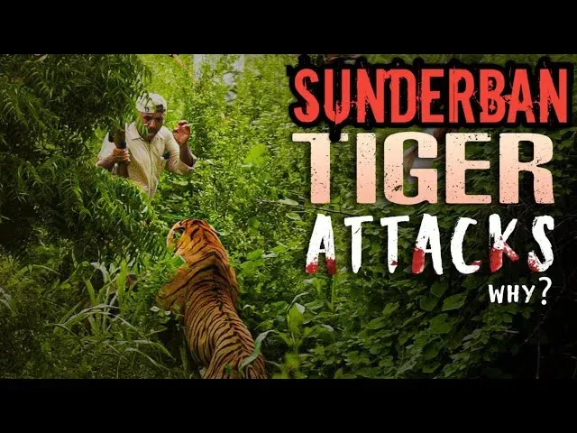 recent tiger attack photos in sundarban
