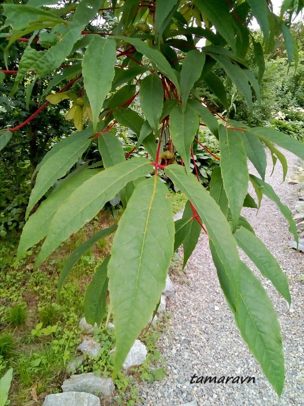 Клён маньчжурский (Acer mandshuricum)