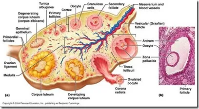 proses pelepasan ovum pada ovarium