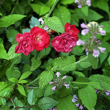 Una rosa tra le spontanee nell'aiuola. Foto di Andrea Mangoni.