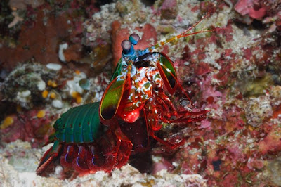 Beautiful underwater sea creatures pictures