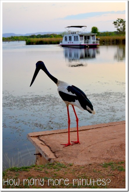 Kununurra: Crocs & a Jabiru | How Many More Minutes?