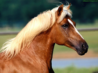 Horse Standard Resolution Wallpaper 68