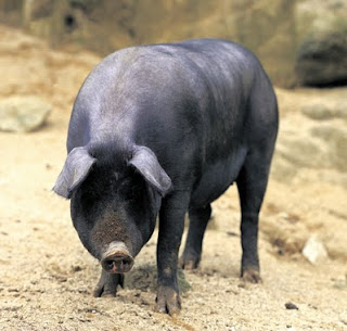 Media Veteriner: Jenis - jenis babi di Indonesia