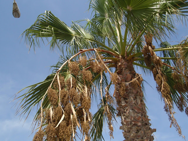 WASHINGTONIA: Washingtonia robusta