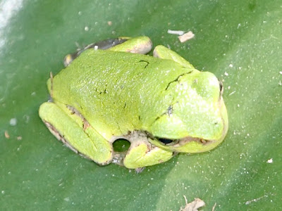 Tree Frog