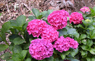 Konsep 83+ Background Bunga Hydrangea