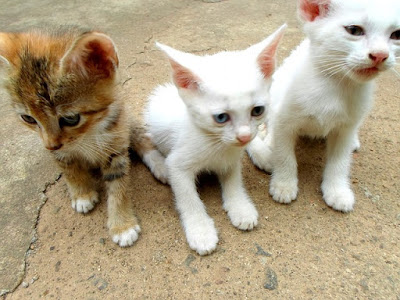 chatons sauvages