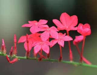 Manfaat dan Khasiat Tanaman Akar Binasa (Plumbago Indica linn)