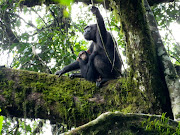 Kibale National park covers an area of about 795km and its acknowledged to . (kibale national park uganda )