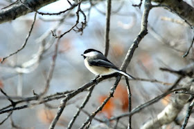 a chipper-looking chickadee