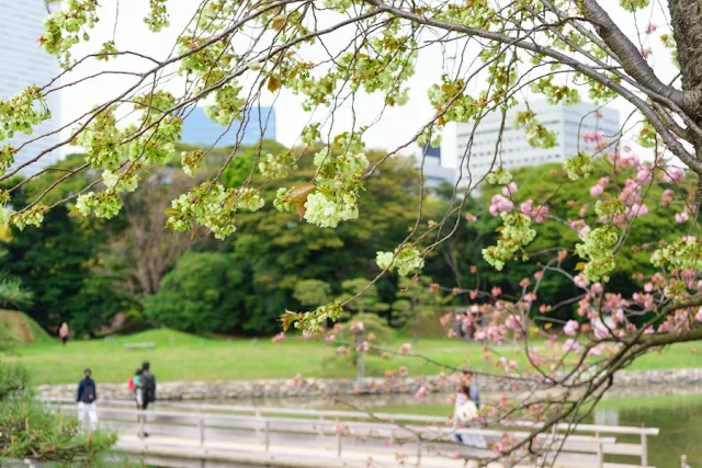 ウコンの桜～浜離宮恩賜庭園