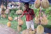 Petani Durian Sumberjambe Jember Mulai Panen Durian