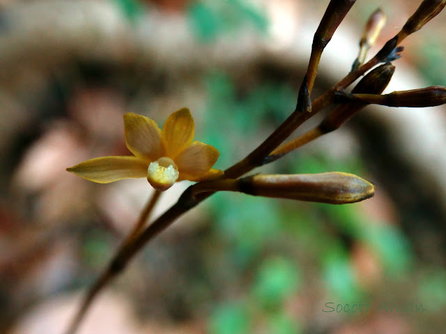 Lecanorchis japonica