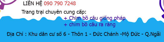 bang bao gia chim bo cau giong phap