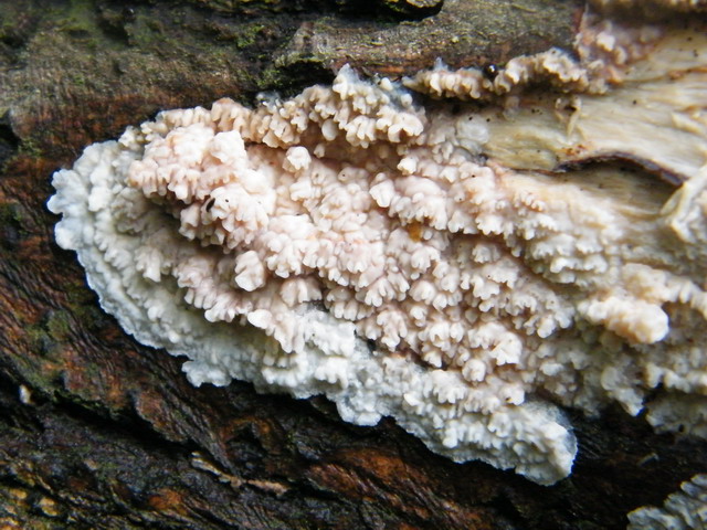 Phlebia rufa