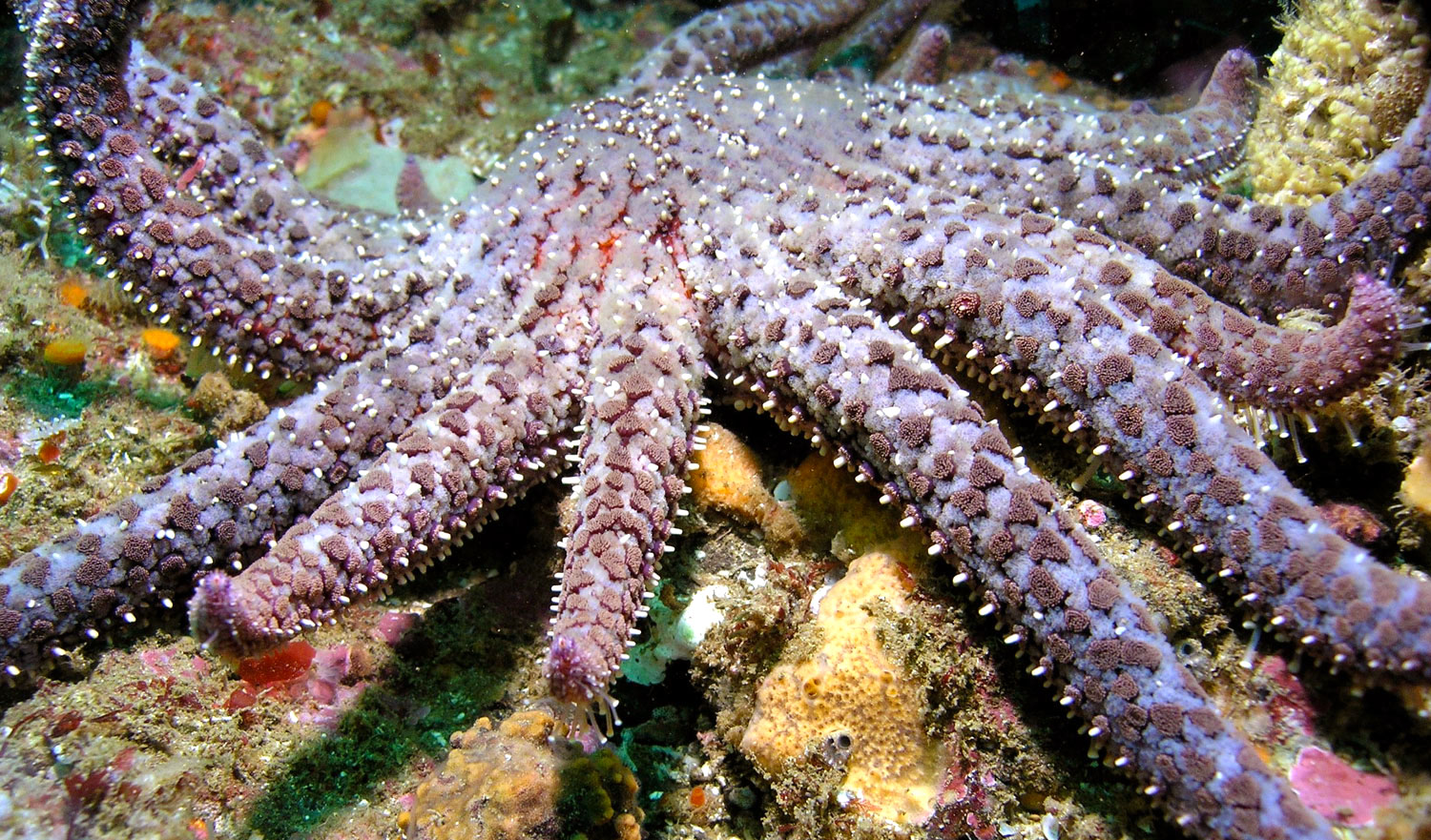 Bintang Laut  Berkembang  Biak  Dengan  Cara  Asia