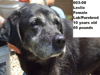 ... Black Lab OUT OF TIME!Faces Of Death Row Dogs, Zanesville Ohio Pound