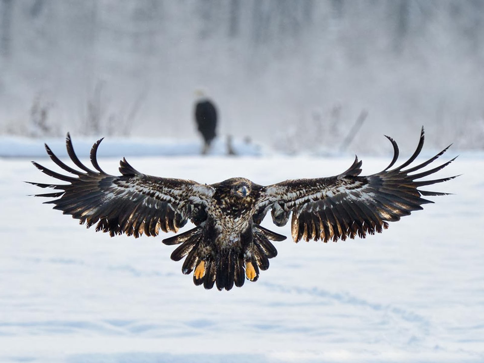 All new wallpaper : Juvenile Bald Eagle Wallpapers