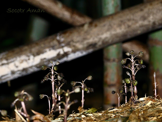 Gastrodia confusa