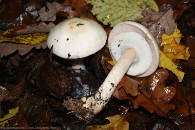 Agaric des bois (agaricus silvicola)