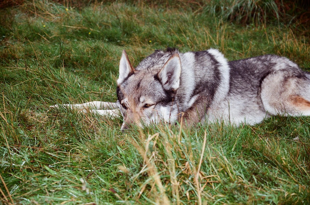 Wolf taking a rest in the grass The Predator Experience