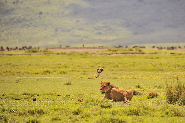 Ngorongoro Crater, Lioness, Wild Kenya Safaris, www.wildkenyasafaris.com, Tanzania Safaris, Safaris in tanzania, ngorongoro crater safari