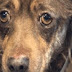 Ο ηλικιωμένος σκύλος με τα πιο θλιμμένα μάτια πετάχτηκε σε καταφύγιο επειδή «είναι πολύ μεγάλος»