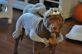 Funny and creative pet costumes, dog costumes, dressed up dog